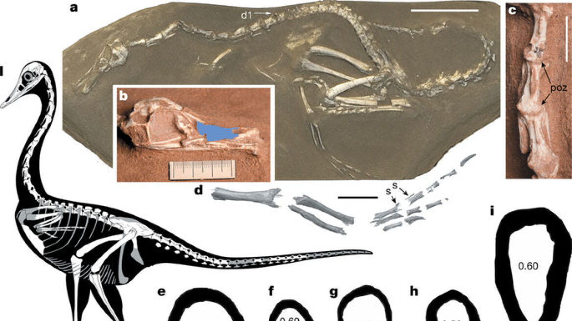 Φωτογραφία: Ο πρώτος αμφίβιος σαρκοβόρος δεινόσαυρος είχε... λαιμό κύκνου και πόδια πάπιας!